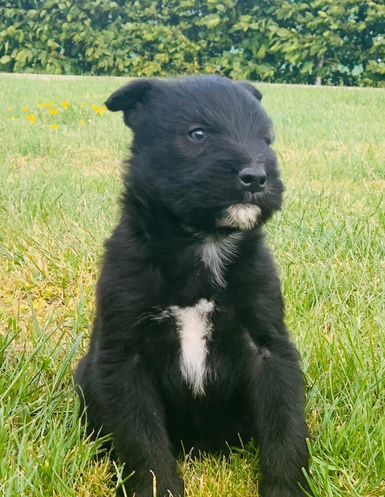 black russian puppies for sale